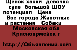 Щенок хаски, девочка супе, большой ШОУ потенциал › Цена ­ 50 000 - Все города Животные и растения » Собаки   . Московская обл.,Красноармейск г.